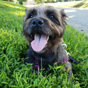 Fundraising Page: Georgie PAC Alumni